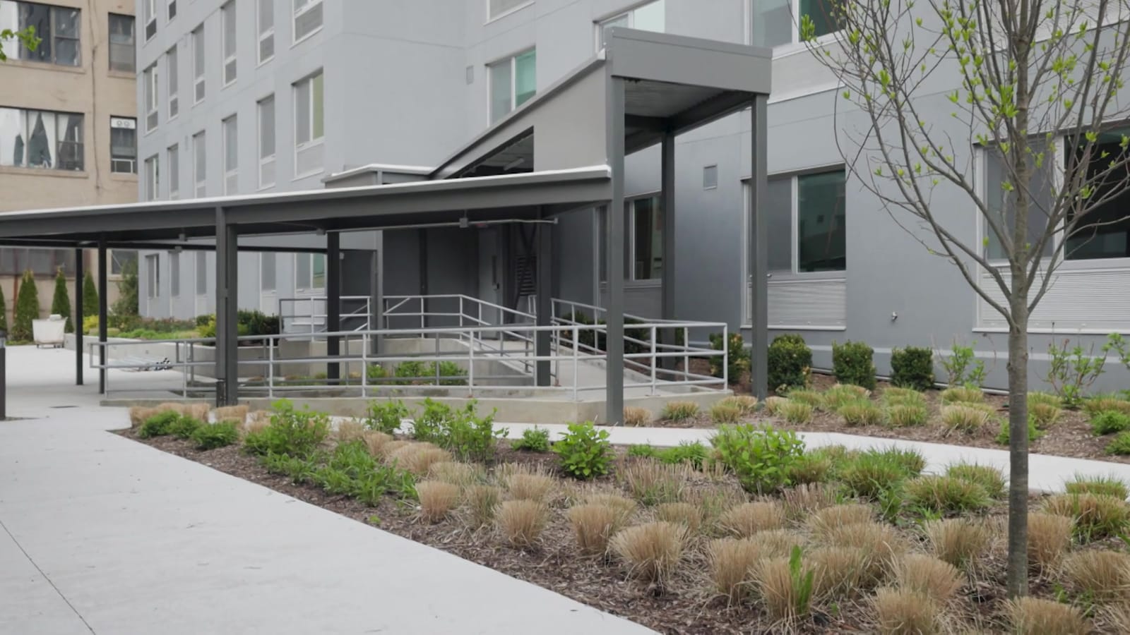 Photograph of a landscaped courtyard with planting beds of grasses and shrubs, a young tree, concrete paths and a steel canopy over a ramp with railings leading to a door in a pale grey wall of the building
