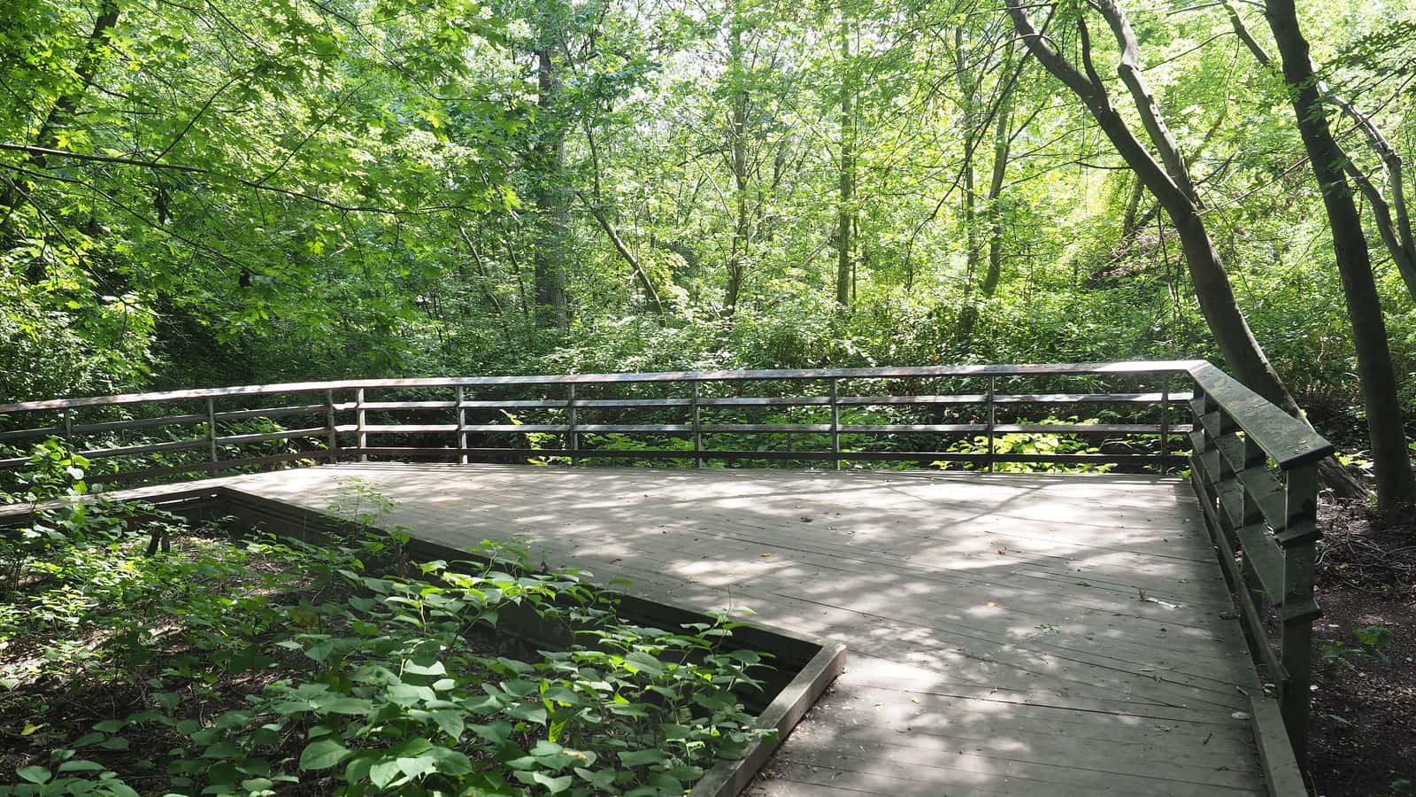 Photograph of a wooden boardwalk with a railing that turns through a leafy forest, with low green plants on both sides and sunlight through tall trees