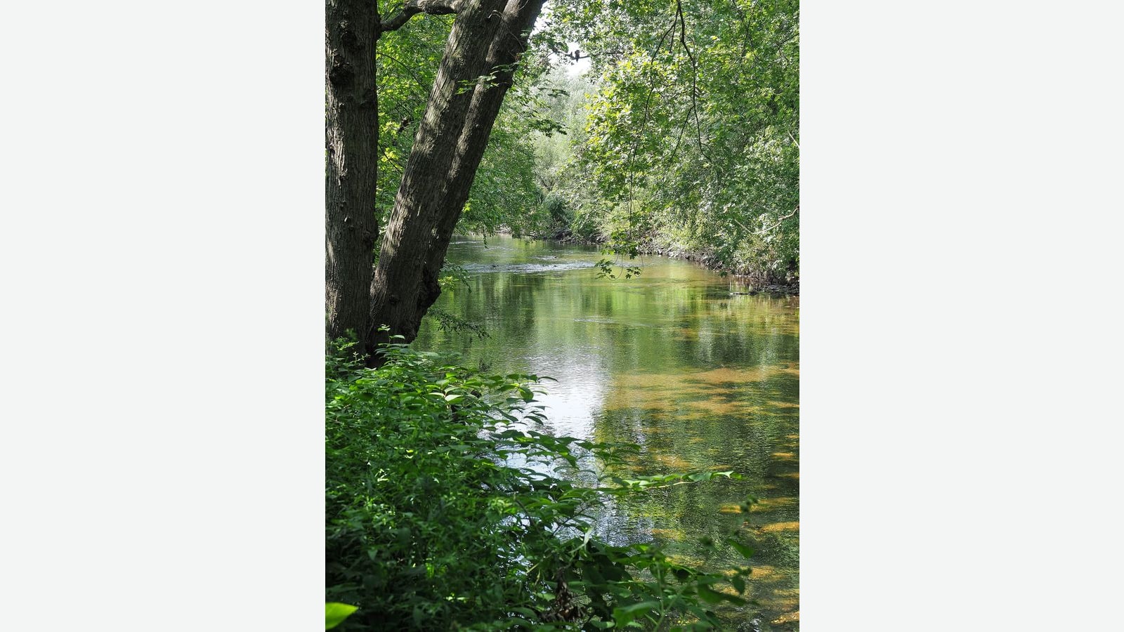Photograph of a calm green river between leafy trees and bushes, with a large tree trunk leaning in from the left and sunlight on the water