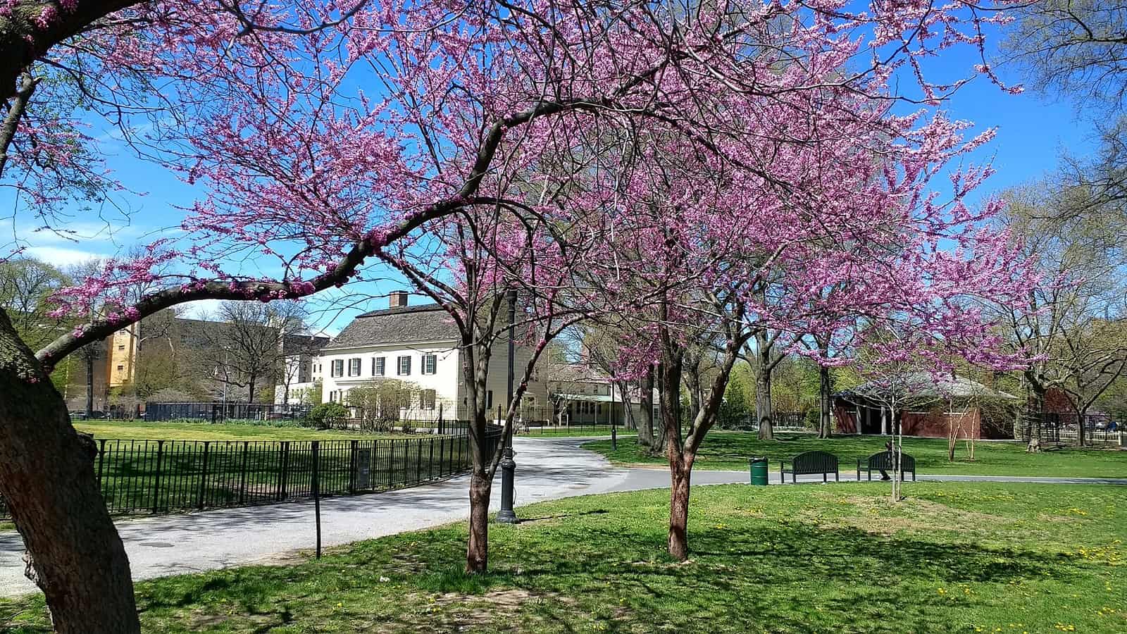 Trees with pink spring blossoms over a lawn and a curving paved path in a park, with a black iron fence, a white two-story house with black shutters behind it, benches at right and apartment buildings in the background