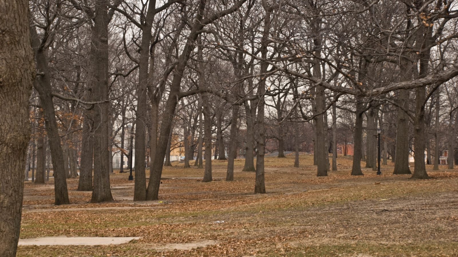 Photograph of a park in winter with tall bare trees, brown fallen leaves over the grass, a paved path, black lamp posts and brick buildings faintly visible beyond the trees