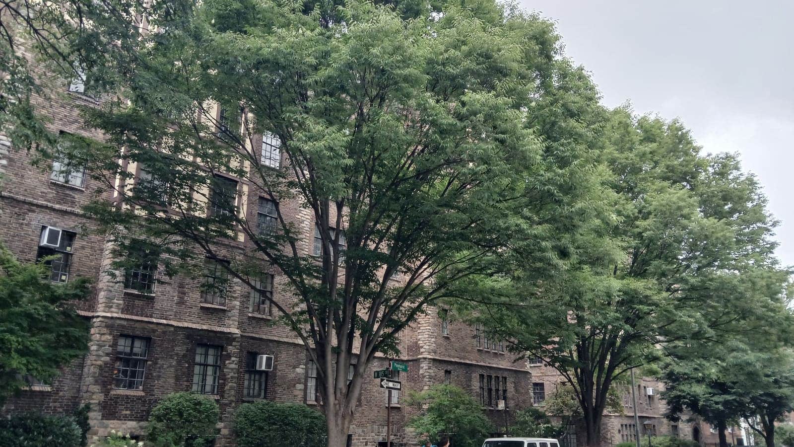 Stone and brick apartment buildings behind tall street trees