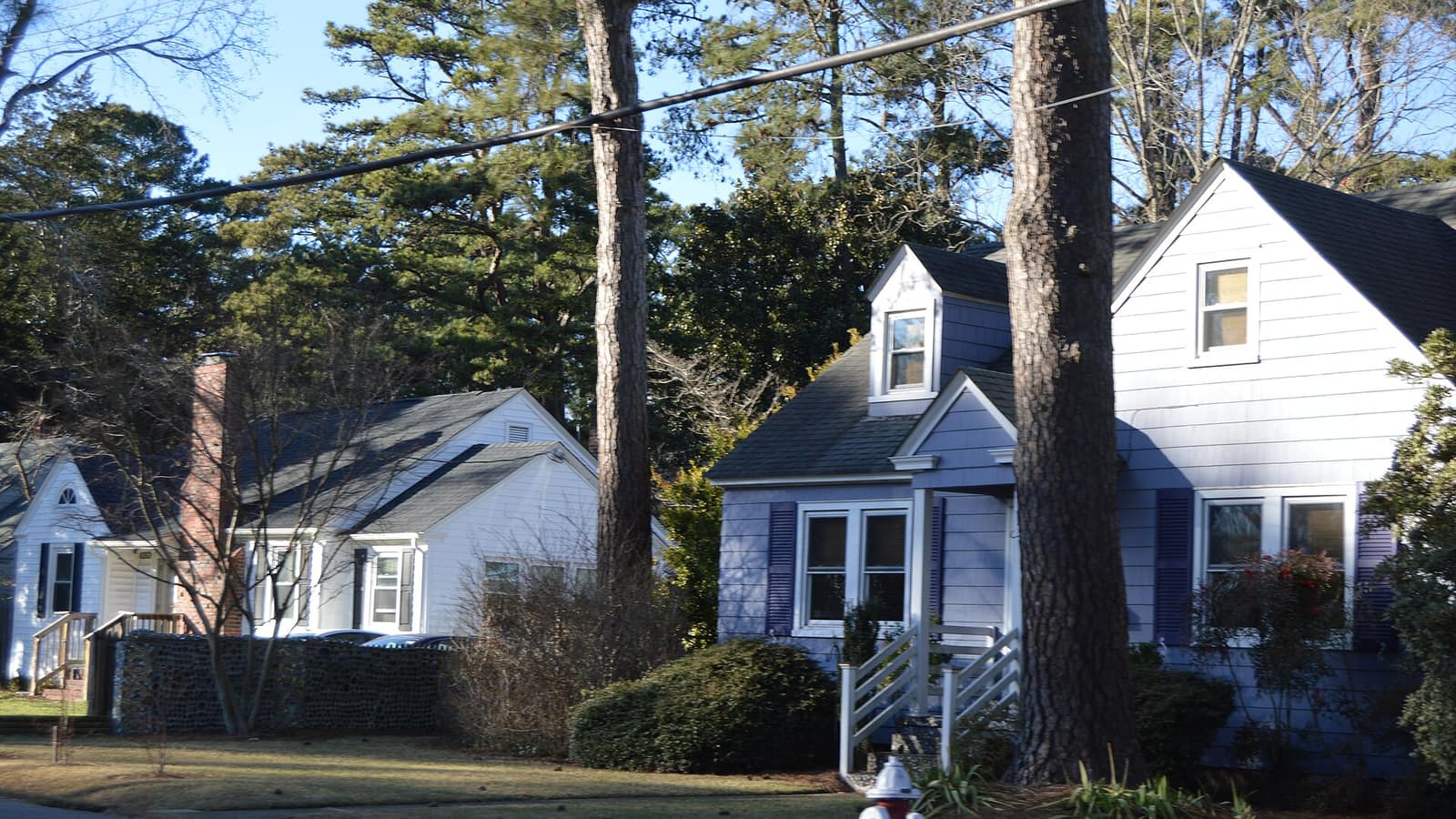White houses beside mature pine trees