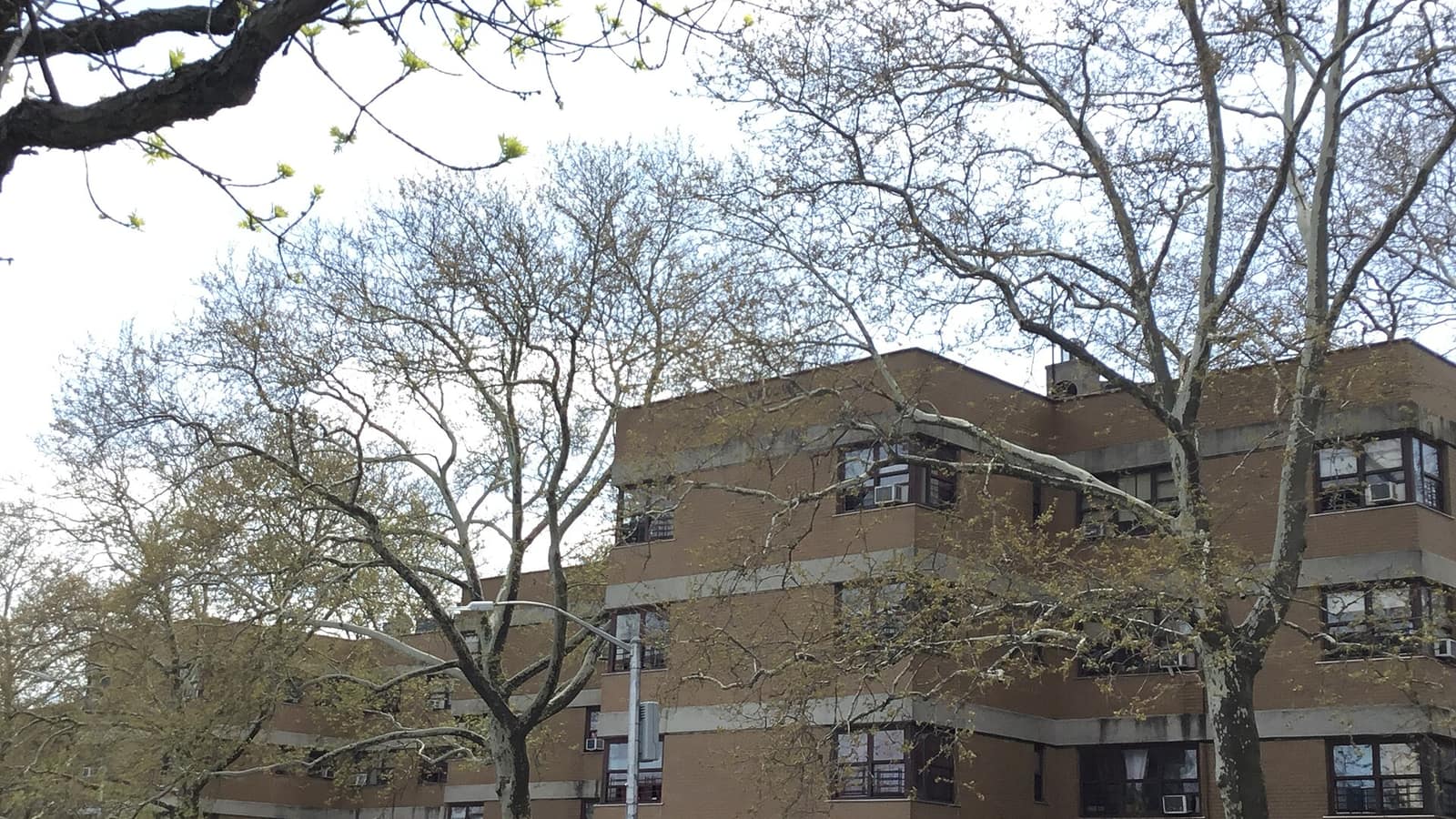Low brick residential buildings behind bare trees