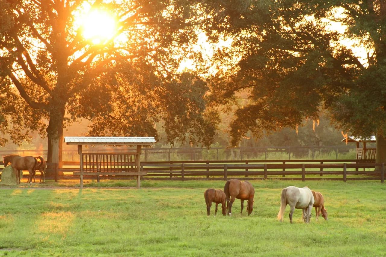 Horses grazing in a pasture near Ocala at sunset